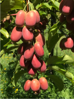 fruto de mini kiwi6